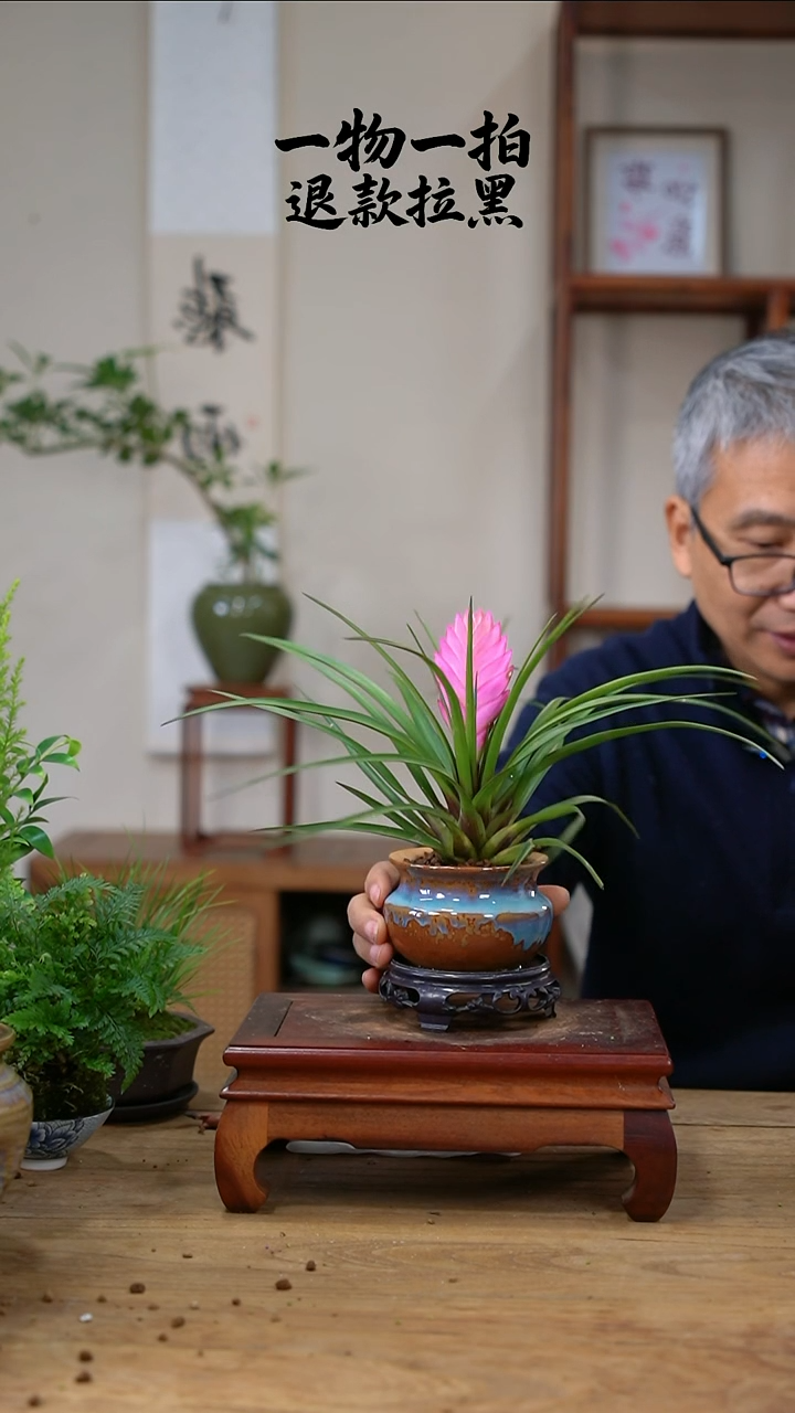 完全开放莫*、铁兰50