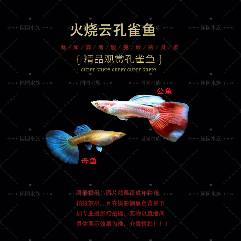  精品火烧云孔雀鱼小型热带鱼凤尾鱼纯种淡水好养耐活胎生鱼苗