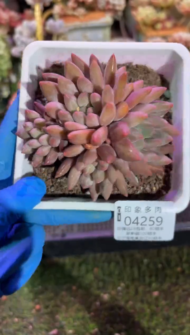 【闪购商品】04259