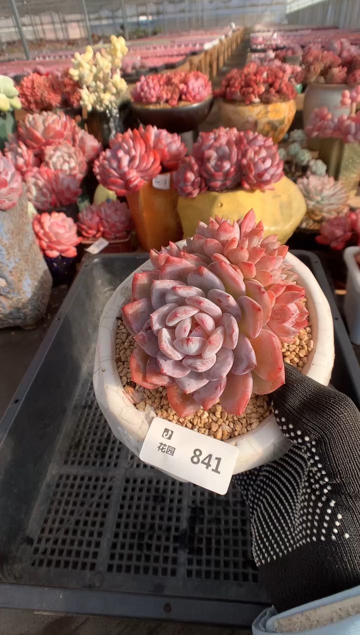 841雪天使缀一物一拍