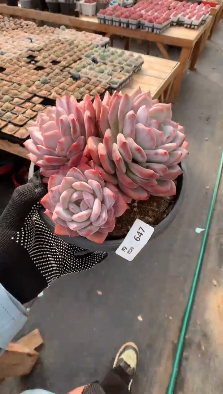 647韩橙一物一拍