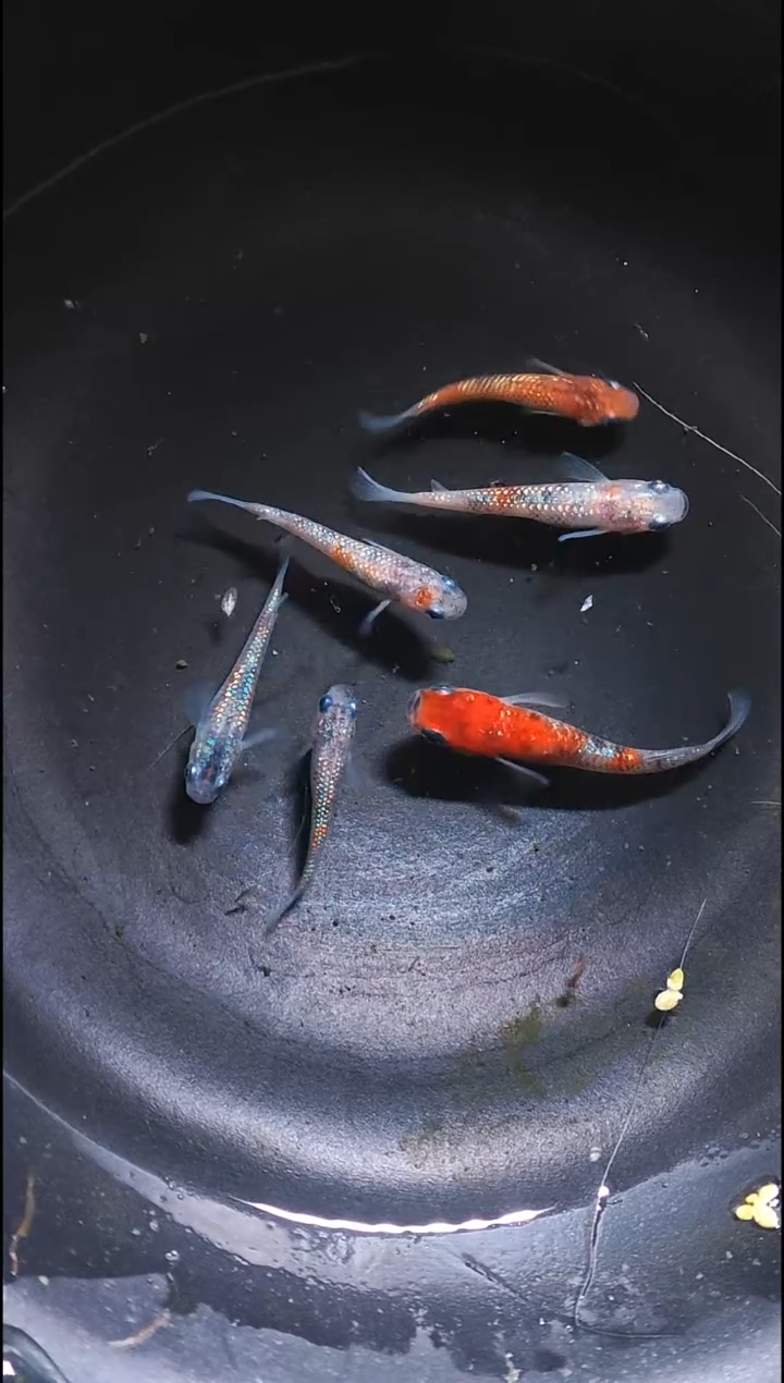 青鳉鱼观背青鳉003