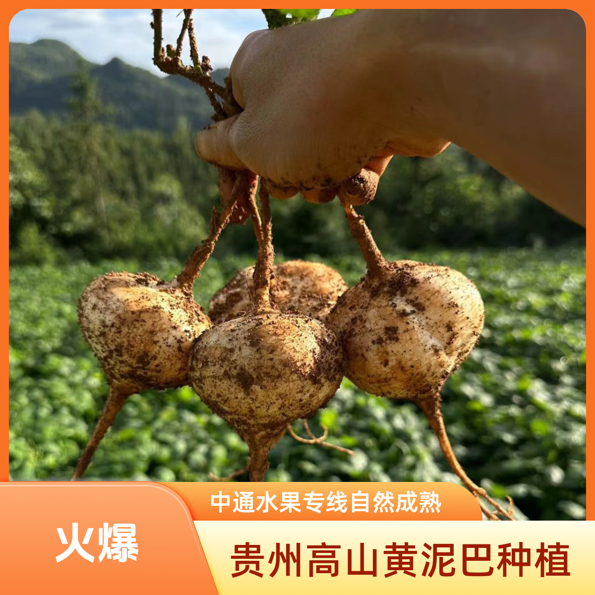 贵州高山黄沙土种植地萝卜【新粉福利】大中小混装5斤包邮清脆多汁