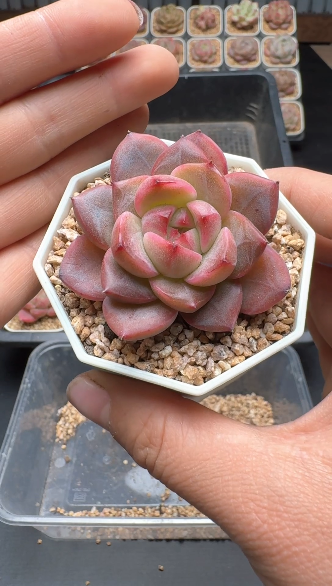 【闪购商品】113A号一物一拍多肉花卉植物拍3颗起发