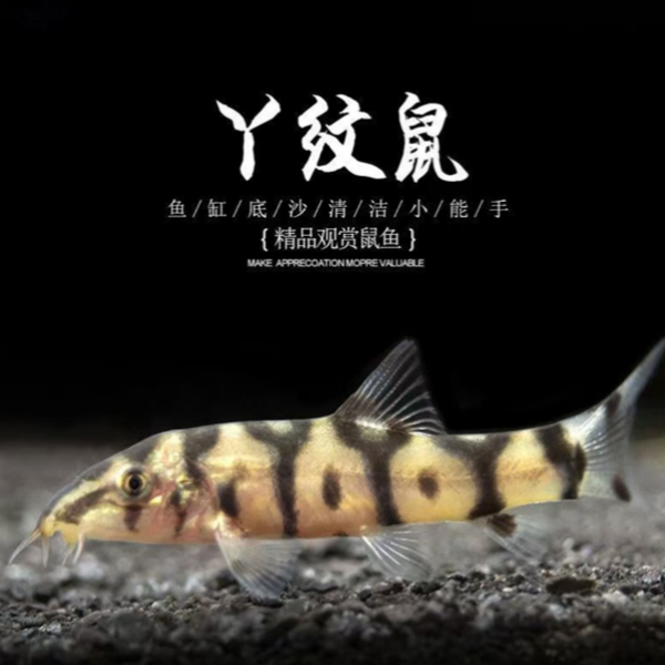 宠鱼水族热带观赏Y纹鼠字鼠鱼高颜值底层活体鱼（单品3只包邮）