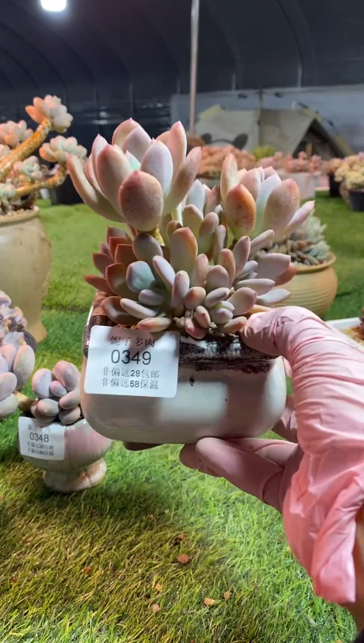 【闪购商品】0349a