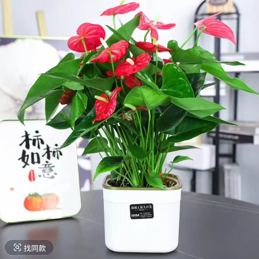 【4-6朵花】2苗红掌盆栽送盆40-50高室内客厅耐荫好养四季开花