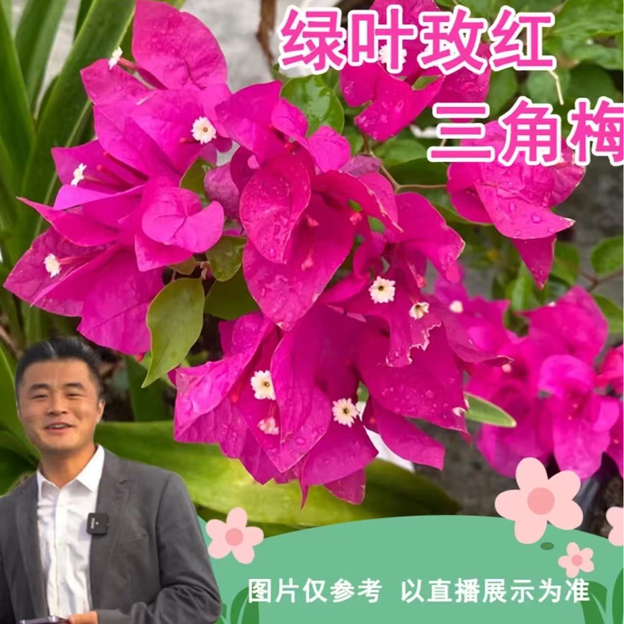 【热植馆】绿叶玫红三角梅盆栽喜光易养护勤花室内室外阳台庭院花卉
