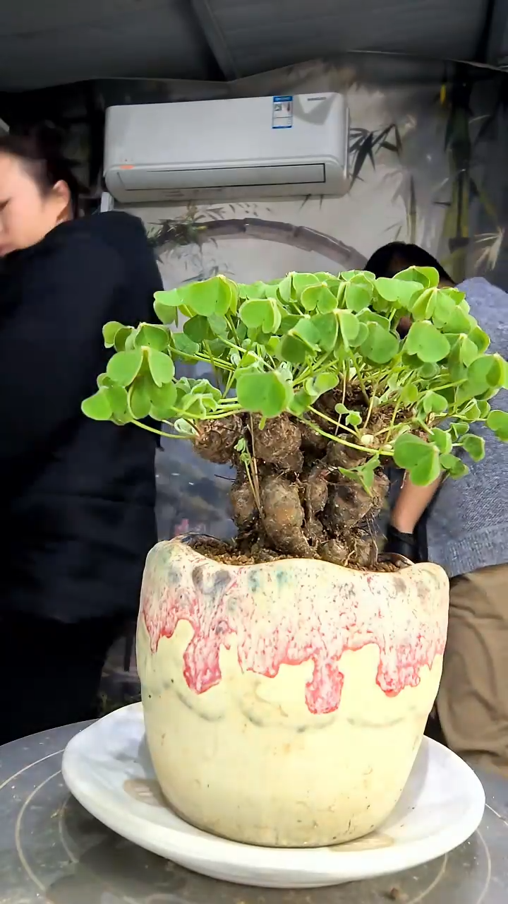 女*珏中青园艺一物一拍花159