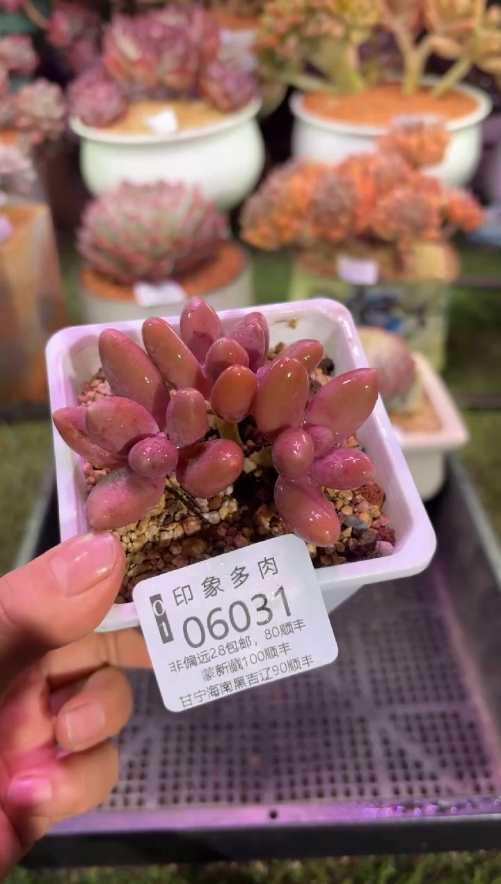 【闪购商品】06031