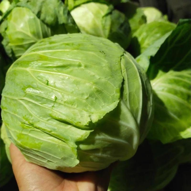 包菜莲花白 900g-1050g 顺丰次日达
