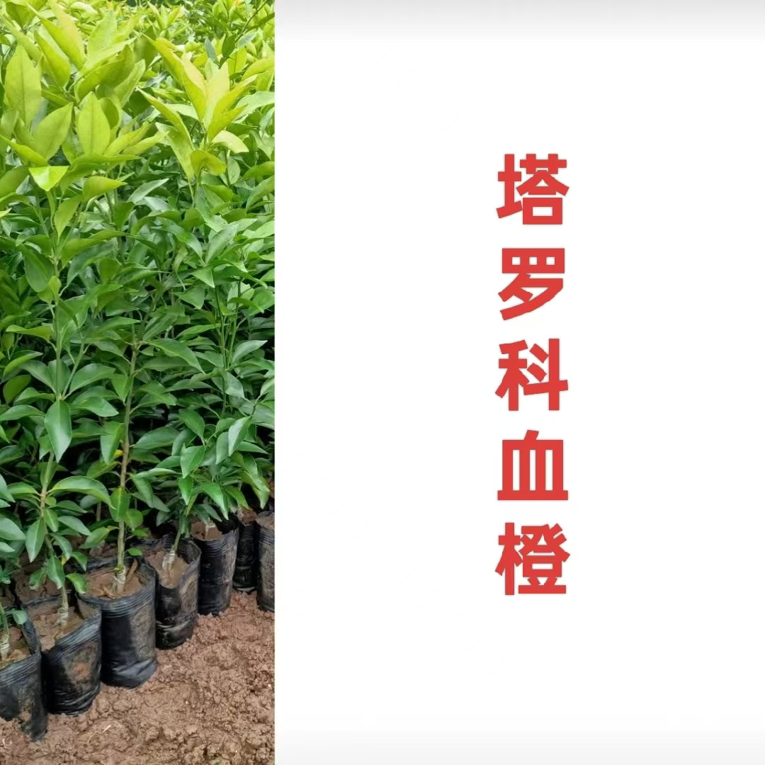 【塔罗科血橙】无纺布原杯原土盆栽地栽苗