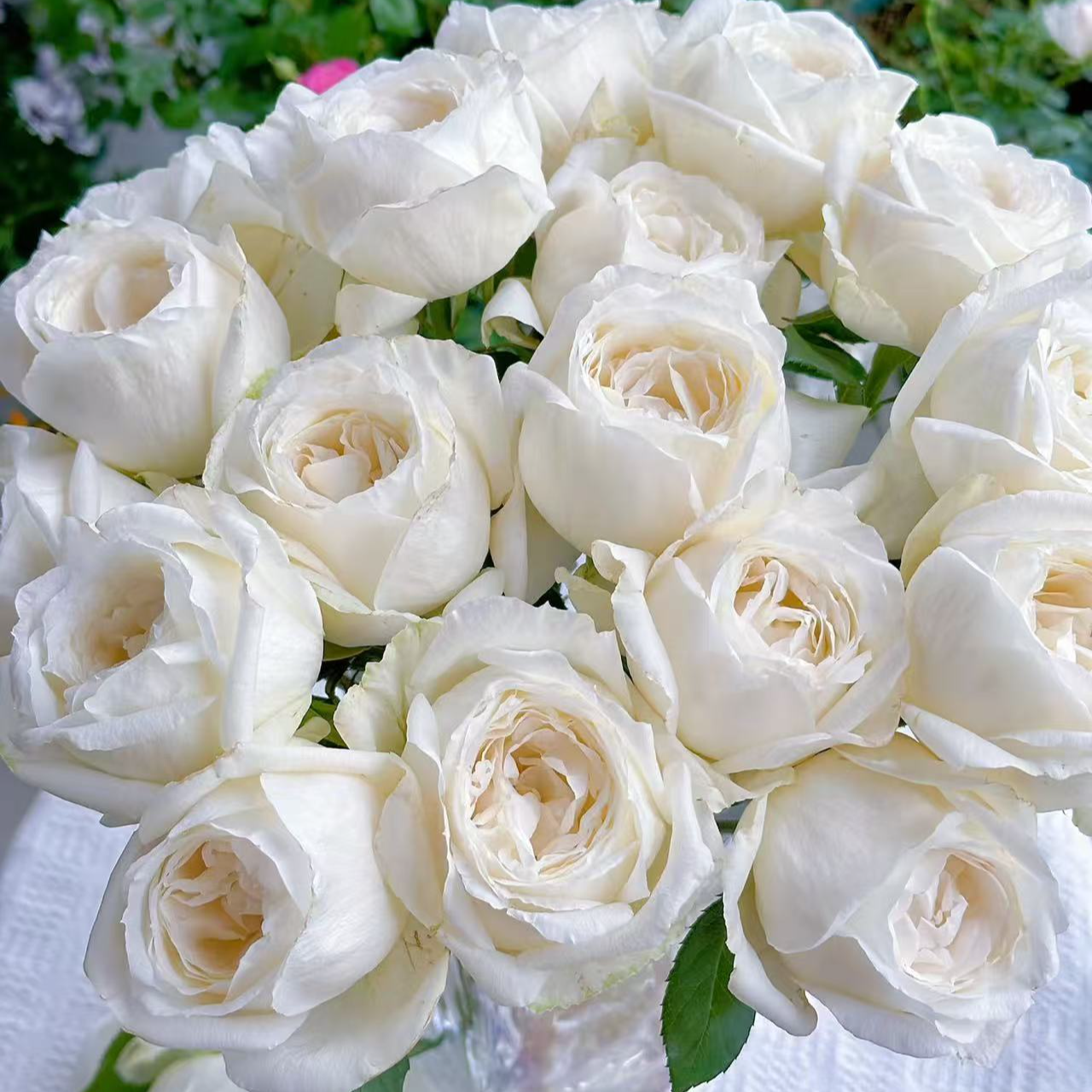 【婚礼之路】伊芙大花浓香观赏月季四季开花白色玫瑰花盆栽阳台植