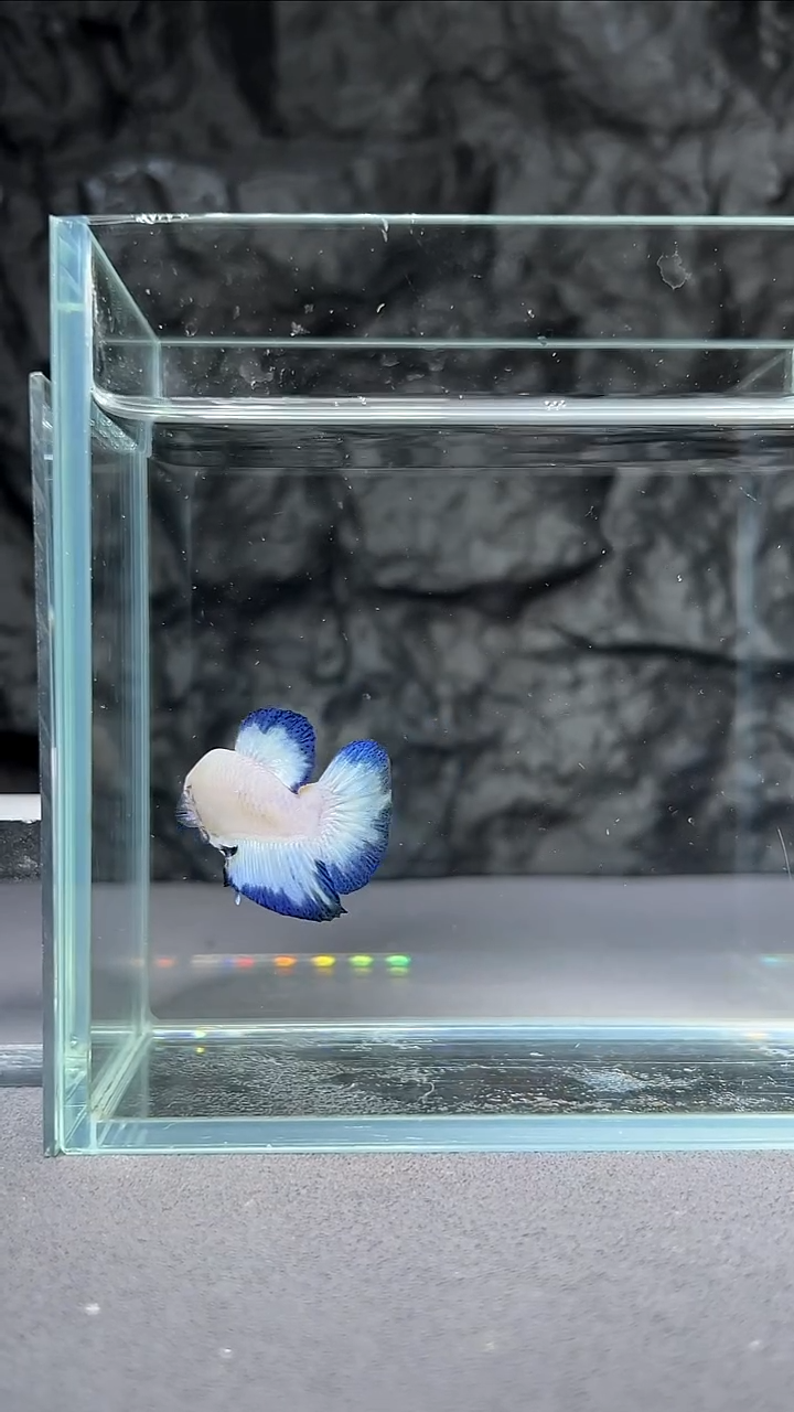 斗鱼竞拍链接066