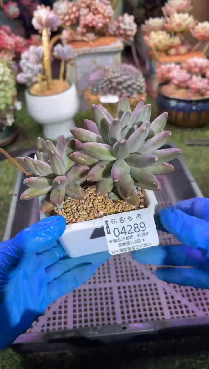 【闪购商品】04289