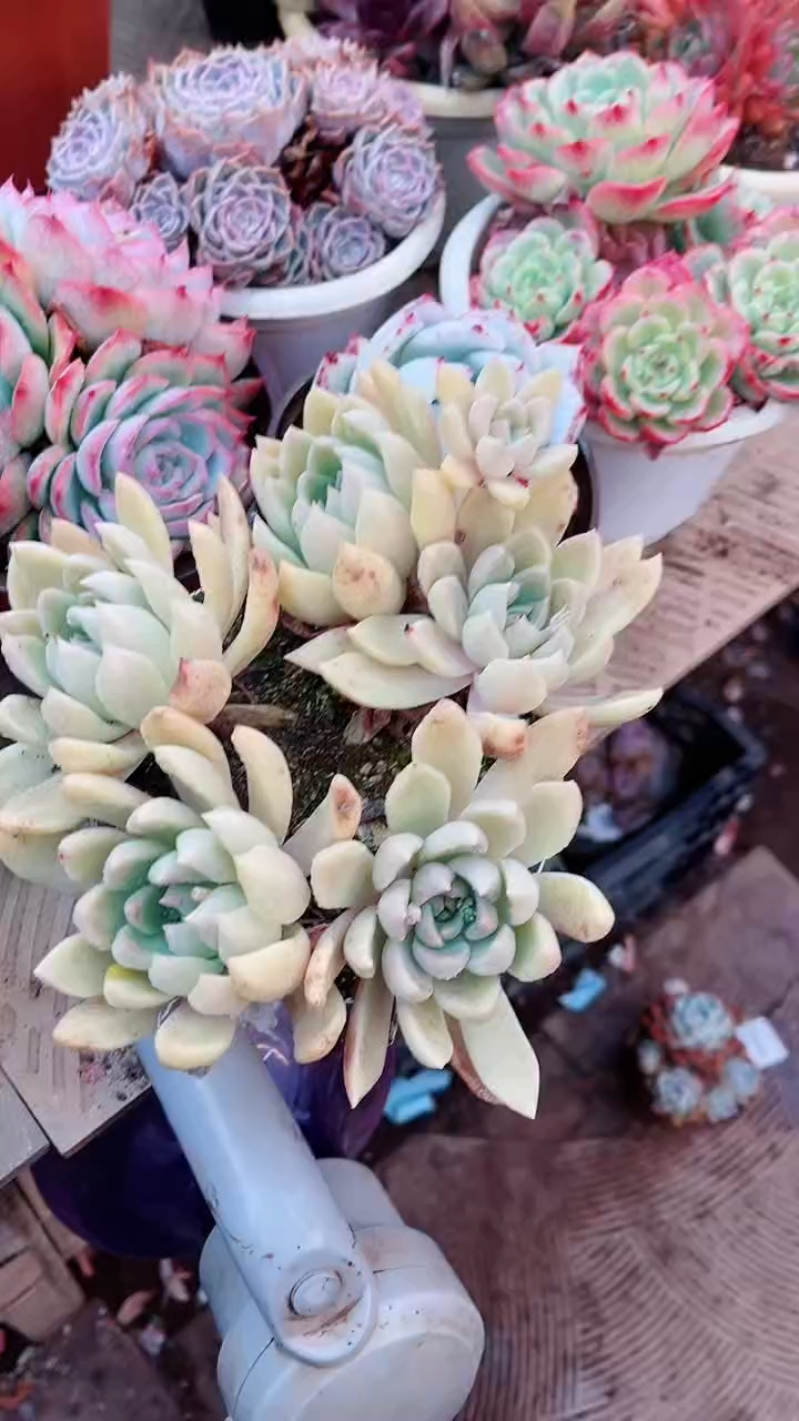 【闪购商品】15147