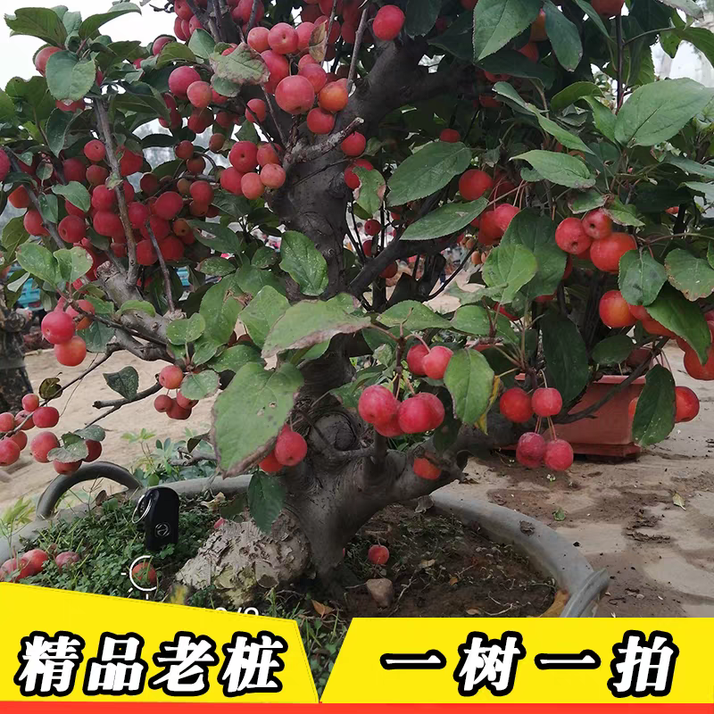 冬红果海棠老桩盆景带果发货