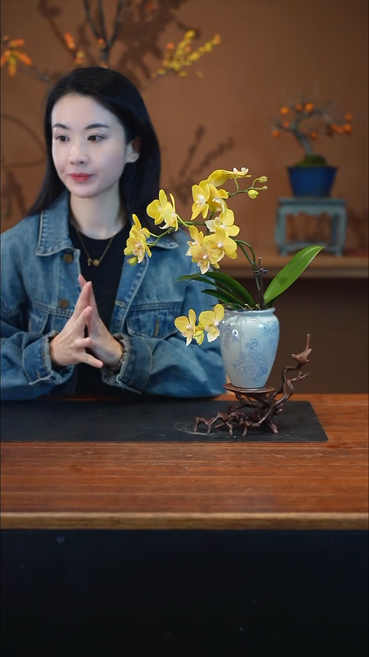 全部花朵金盏蝶盆景盆景盆景