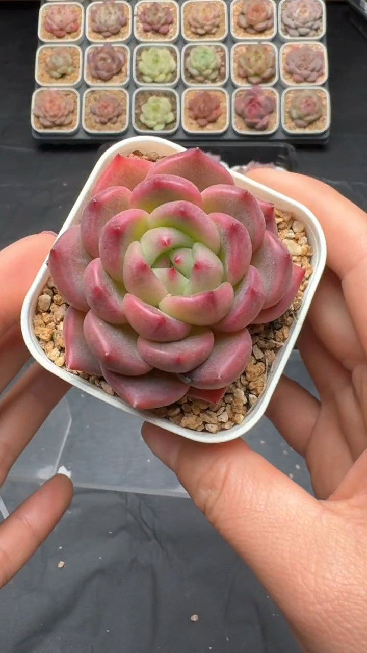 【闪购商品】040号珍妮多肉一物一拍3单包邮