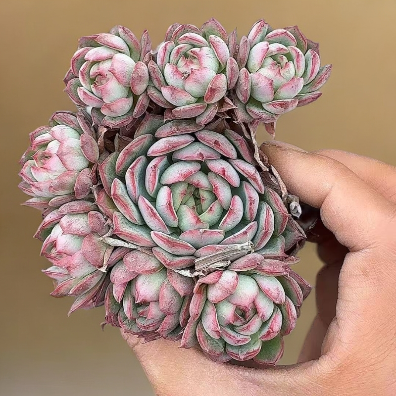 伊利斯多肉 带土  熊猫多肉  （满19.9包邮）