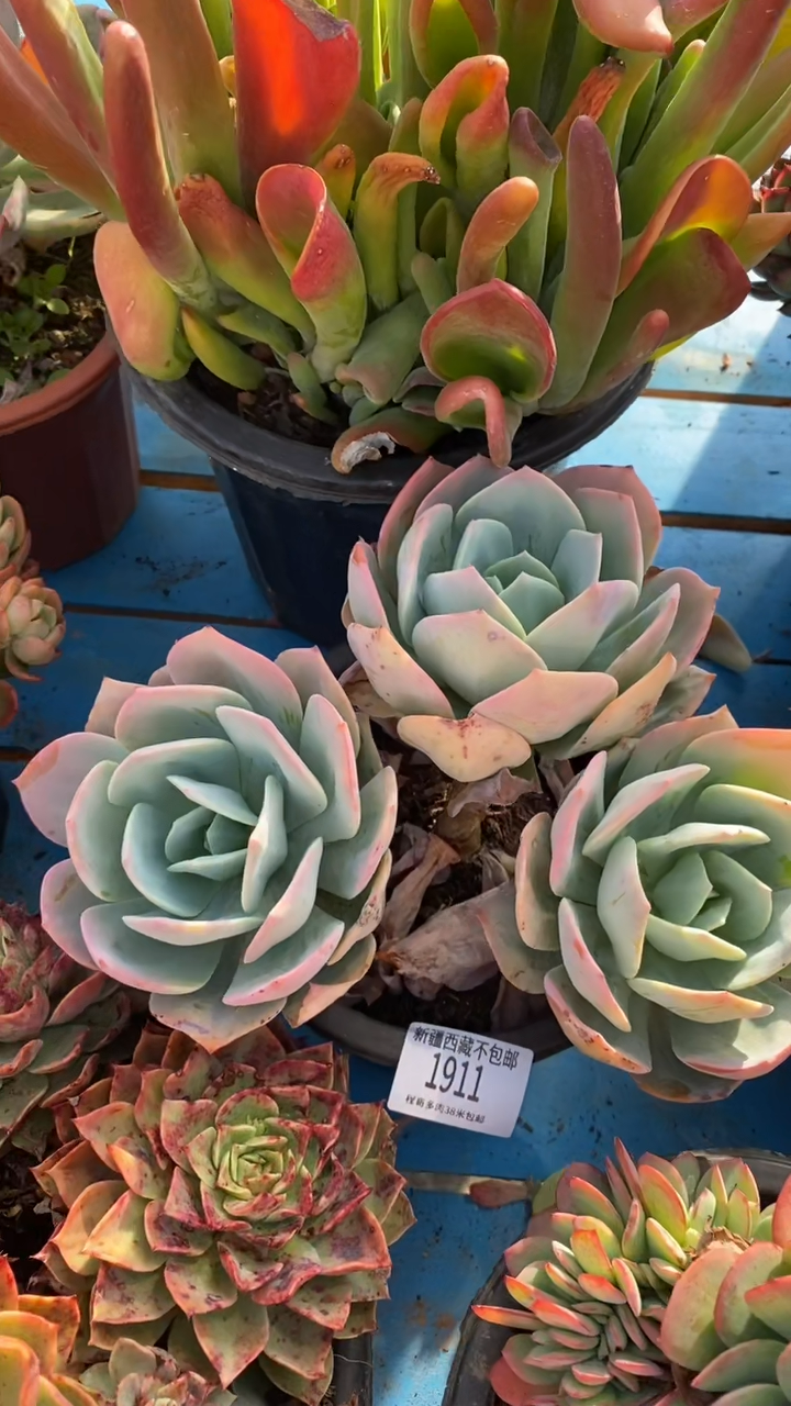 【闪购商品】1911血凤