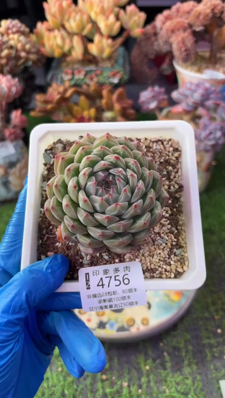 昆明印象多肉4756
