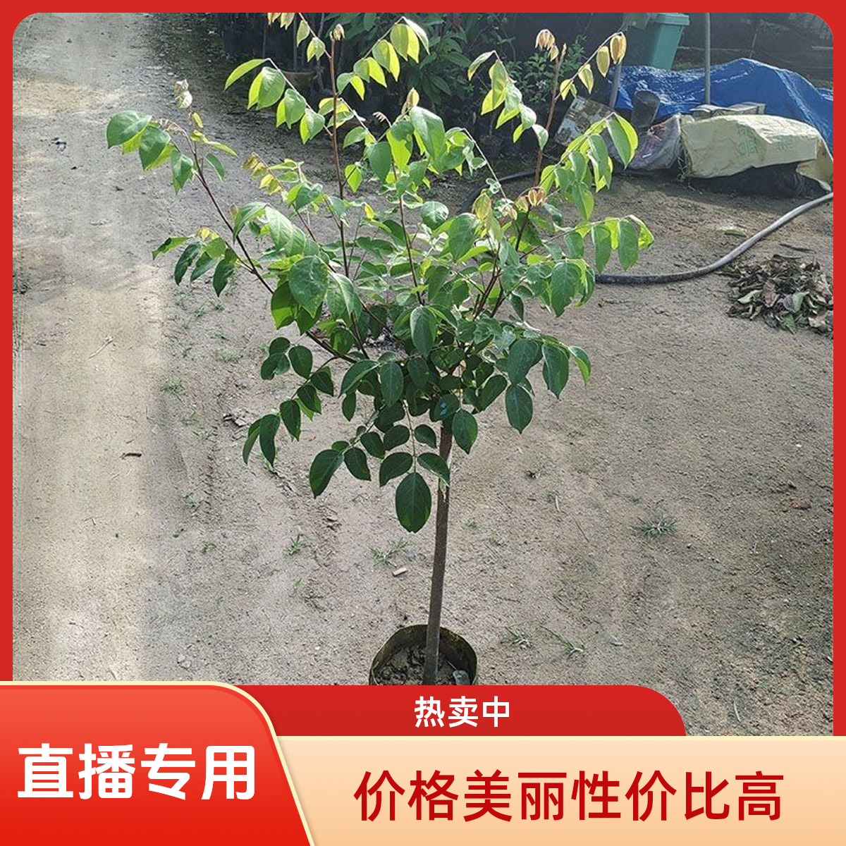 甜杨桃嫁接苗盆栽地栽庭院种植带土发货四季结果