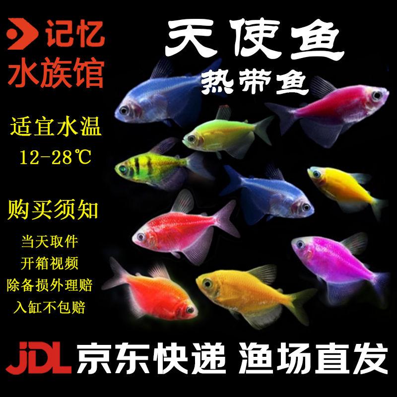 【天使鱼】京东包邮热带鱼小型观赏鱼灯科鱼观赏鱼好养耐活新手