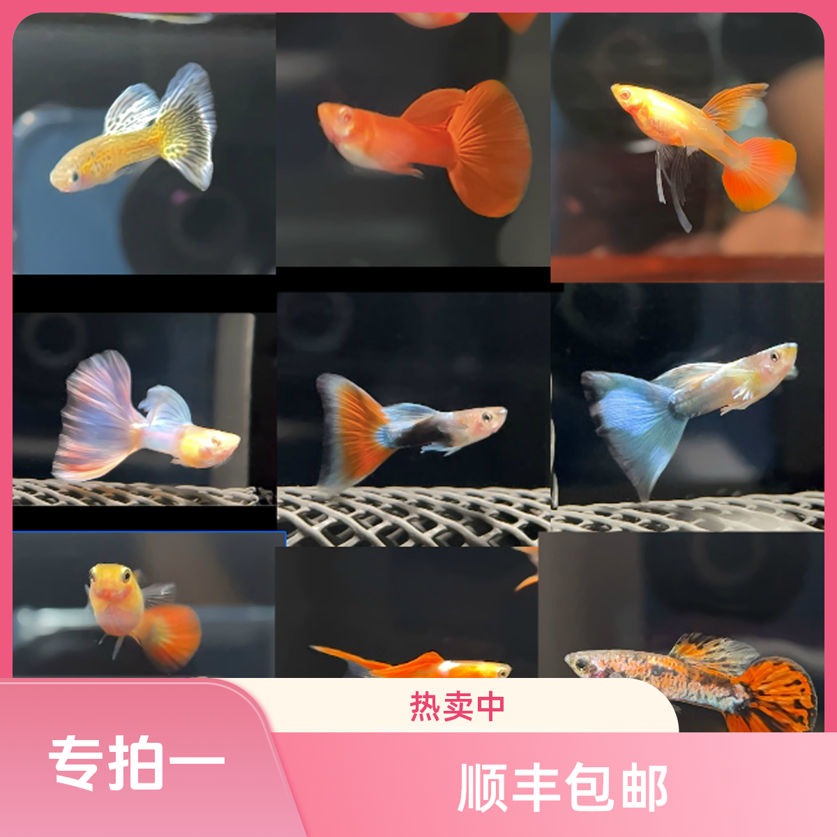 专拍一号（1对鱼）