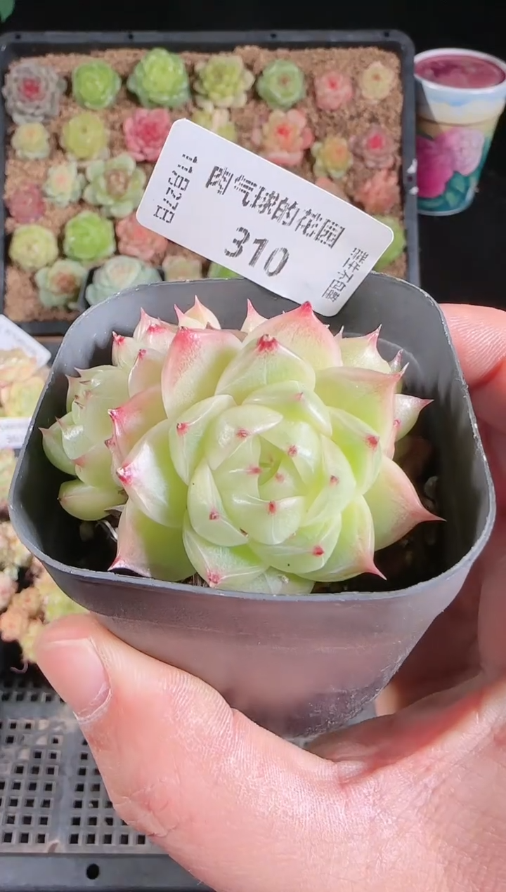 1127-310群生不包整