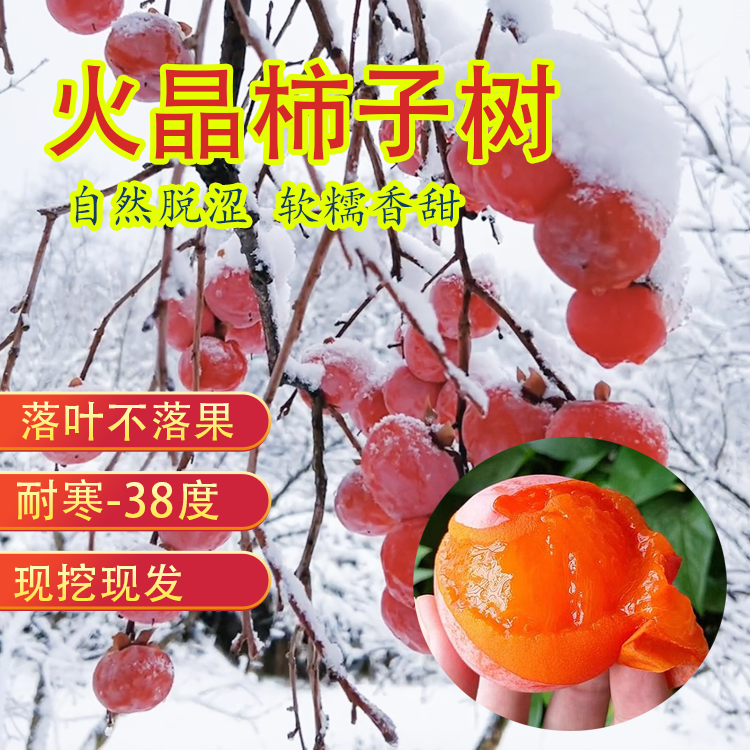 火晶柿子树苗 红灯笼柿 软甜柿子  耐寒 盆栽地种 南方北方种植 