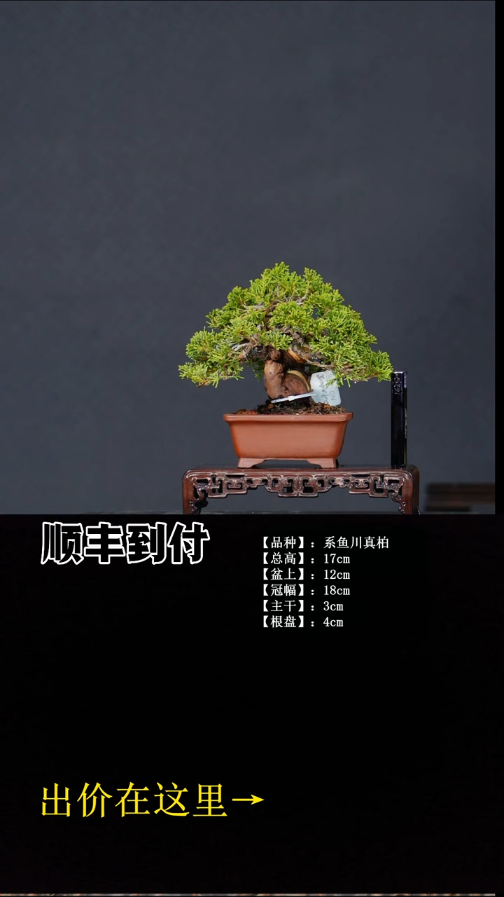 无花朵系鱼川真柏 不包邮