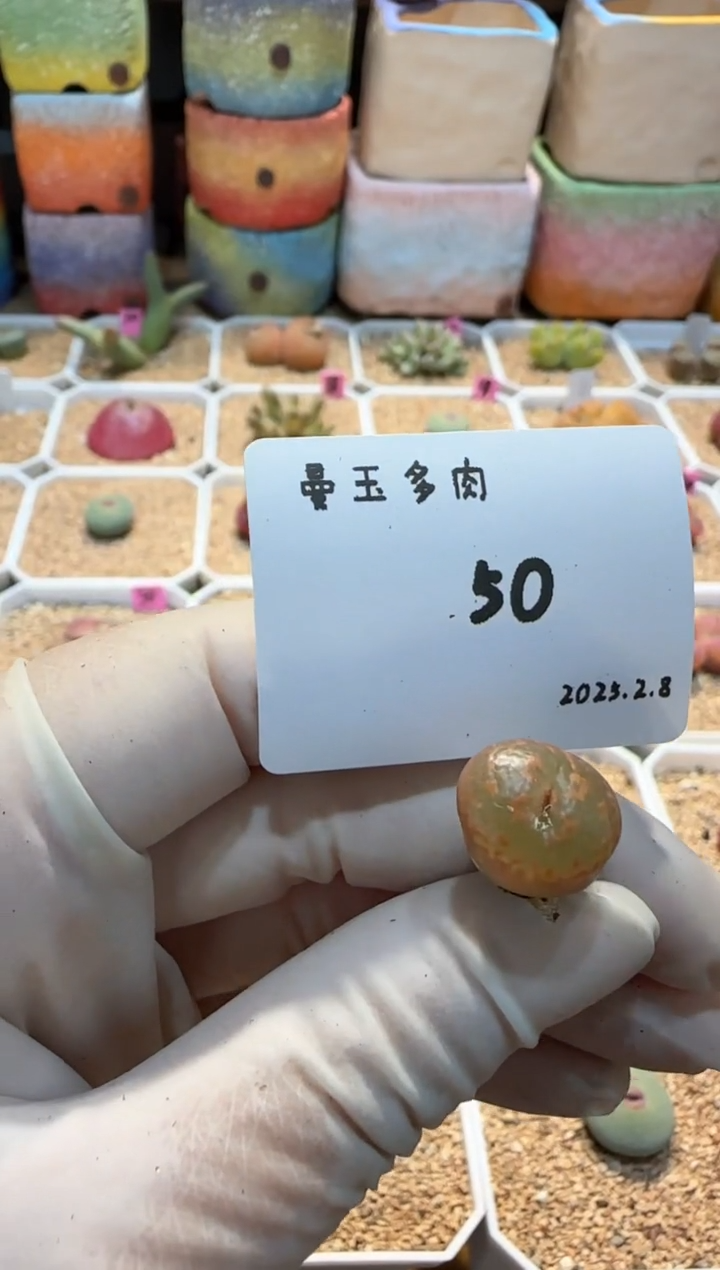 【闪购商品】25.2.8-50