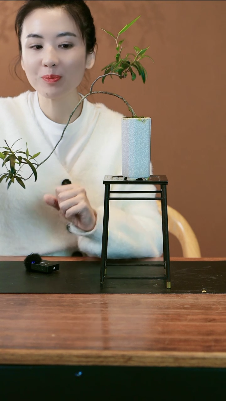 【闪购商品】盆景春花