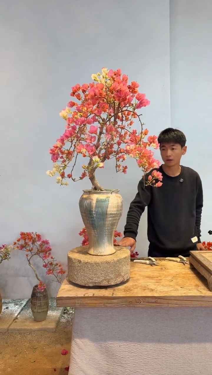 以实际为准三角梅7