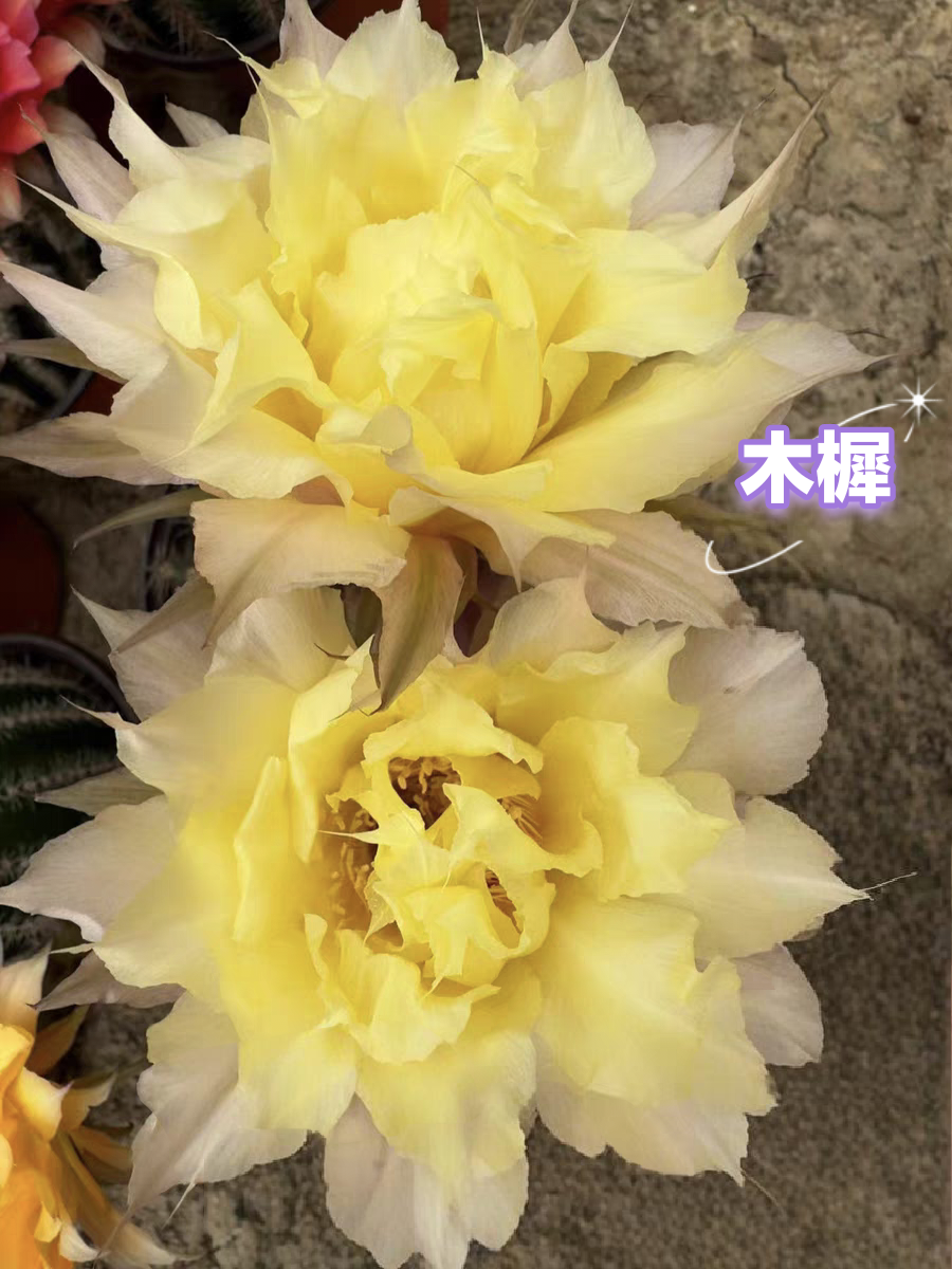 彩，CC233木樨，环境不同花色花型颜色深浅不同，属于正常，介意勿拍！