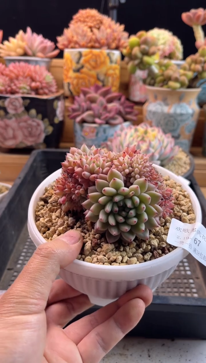 【闪购商品】2.19-67松果缀化