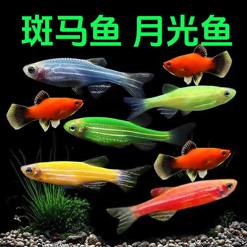 斑马鱼月光鱼小型热带淡水观赏鱼适合新手饲养好活耐养