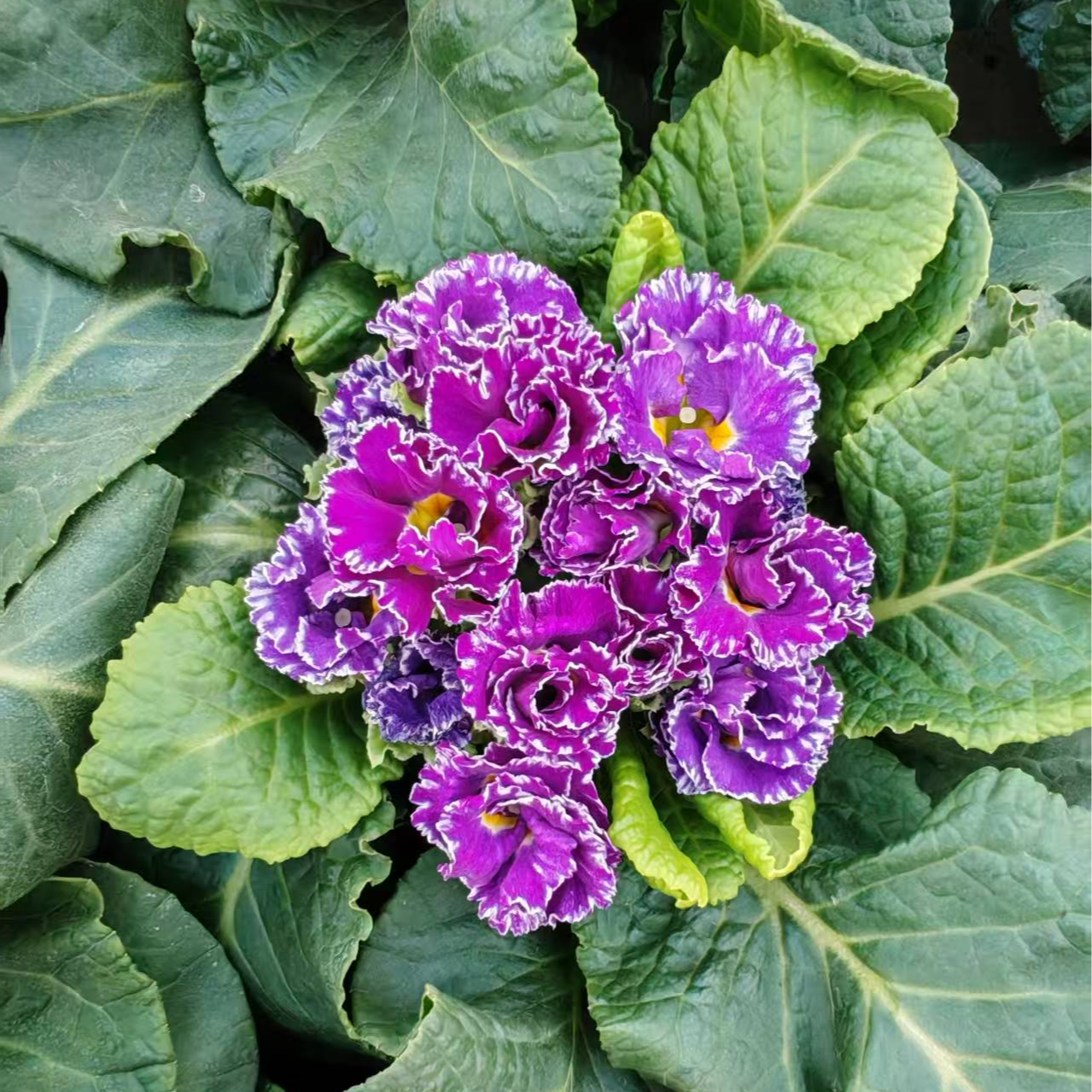 幽梦 缤纷大厂出品f1代种苗报春花盆栽耐寒年宵花卉好养活阳台