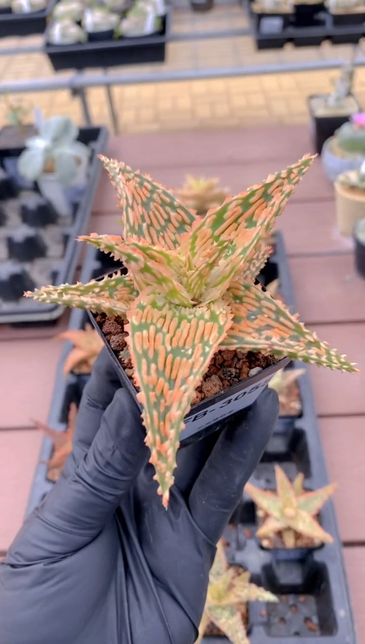 【闪购商品】园艺芦荟FB-3055