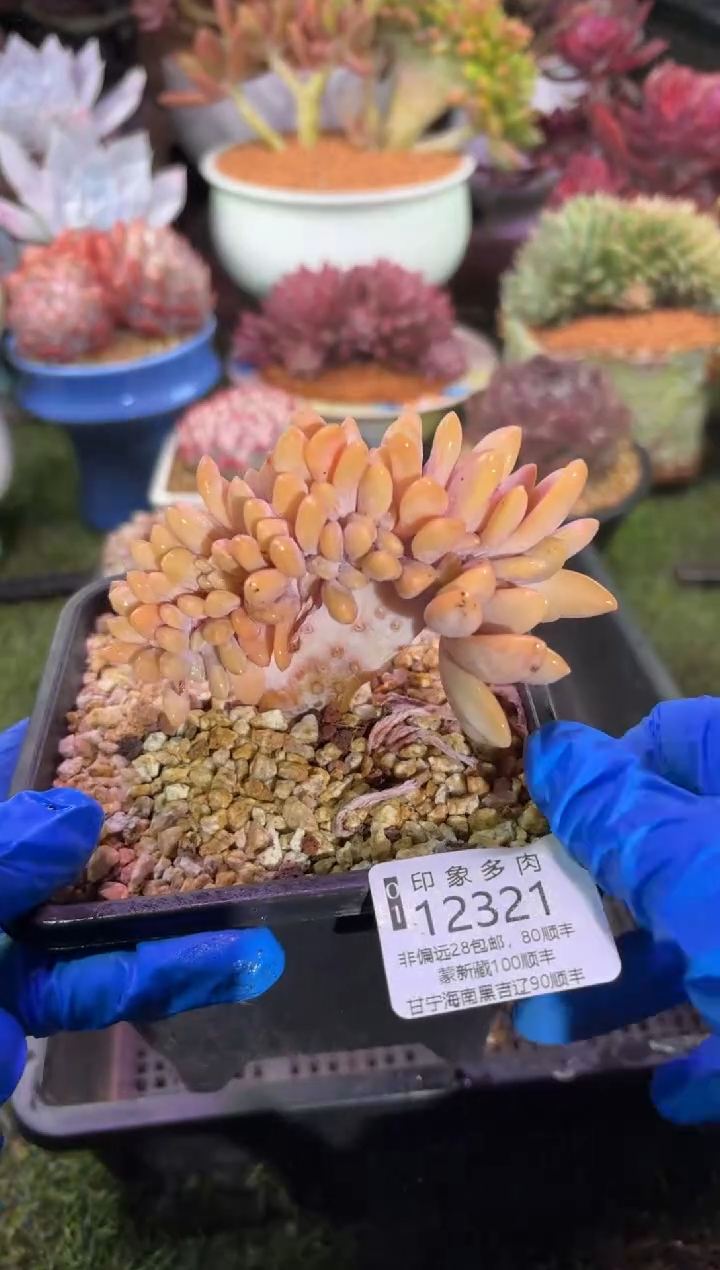 【闪购商品】12321