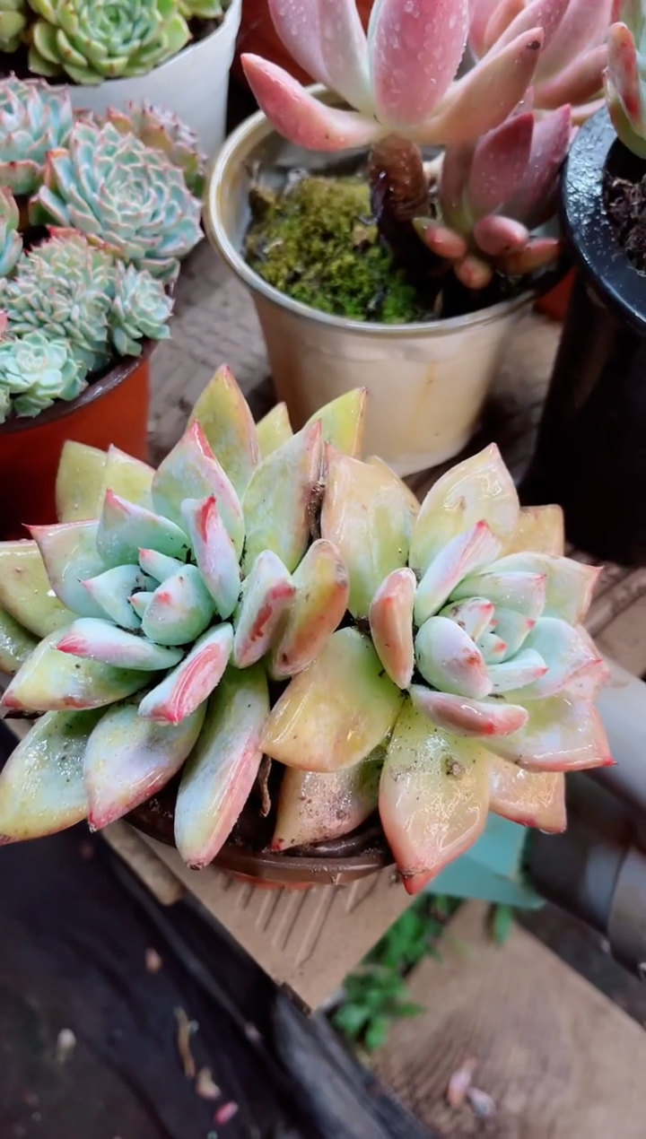 唐*22086多肉植物一物一拍