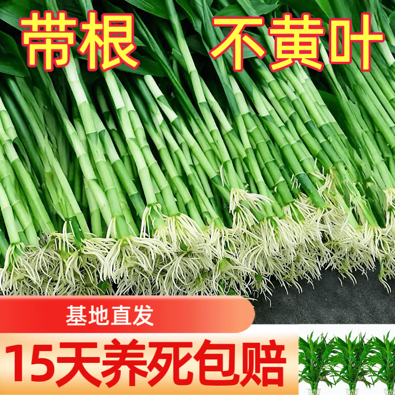 【带根富贵竹】水培植物水养竹客厅室内绿萝招财树盆栽绿植花好养