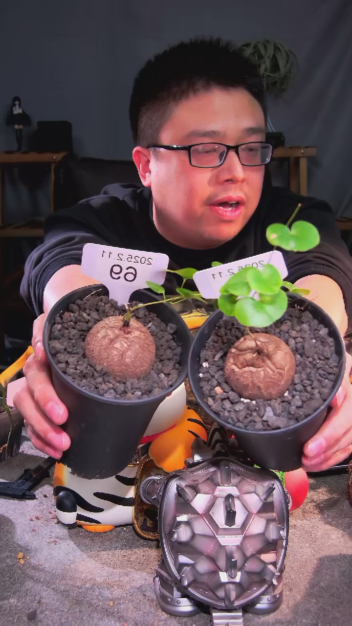 【闪购商品】南非龟甲龙2.11.69