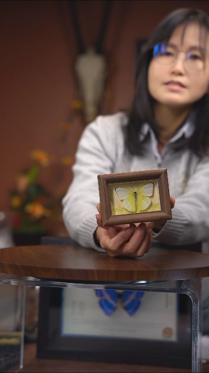迁粉蝶  冰箱贴  常规