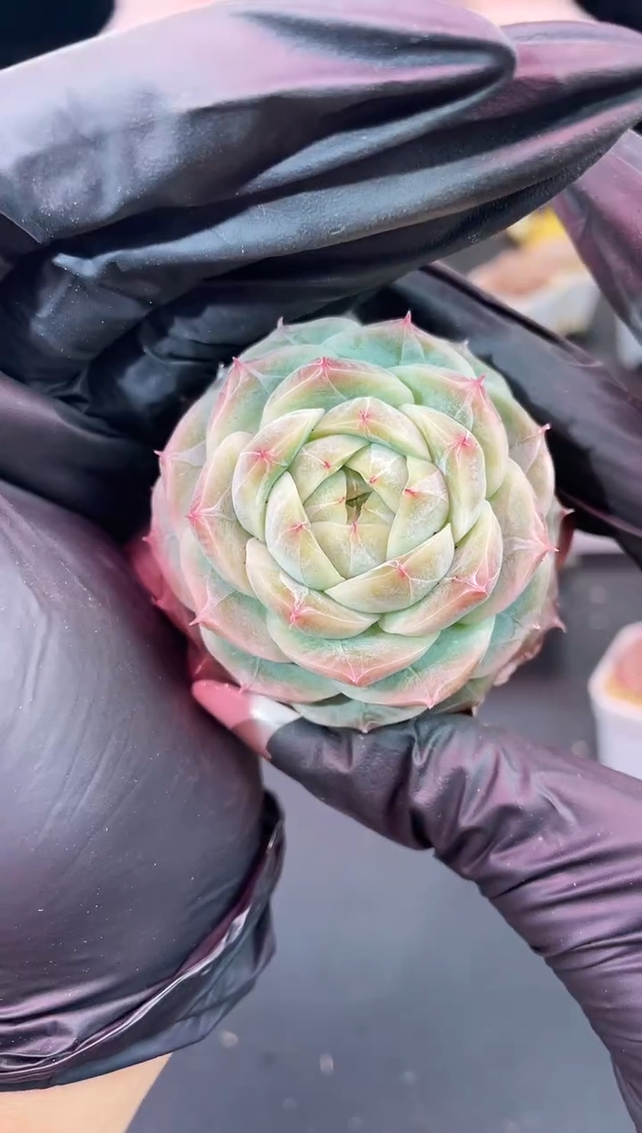 闪购1197  黄冰翡多肉一颗  5厘米