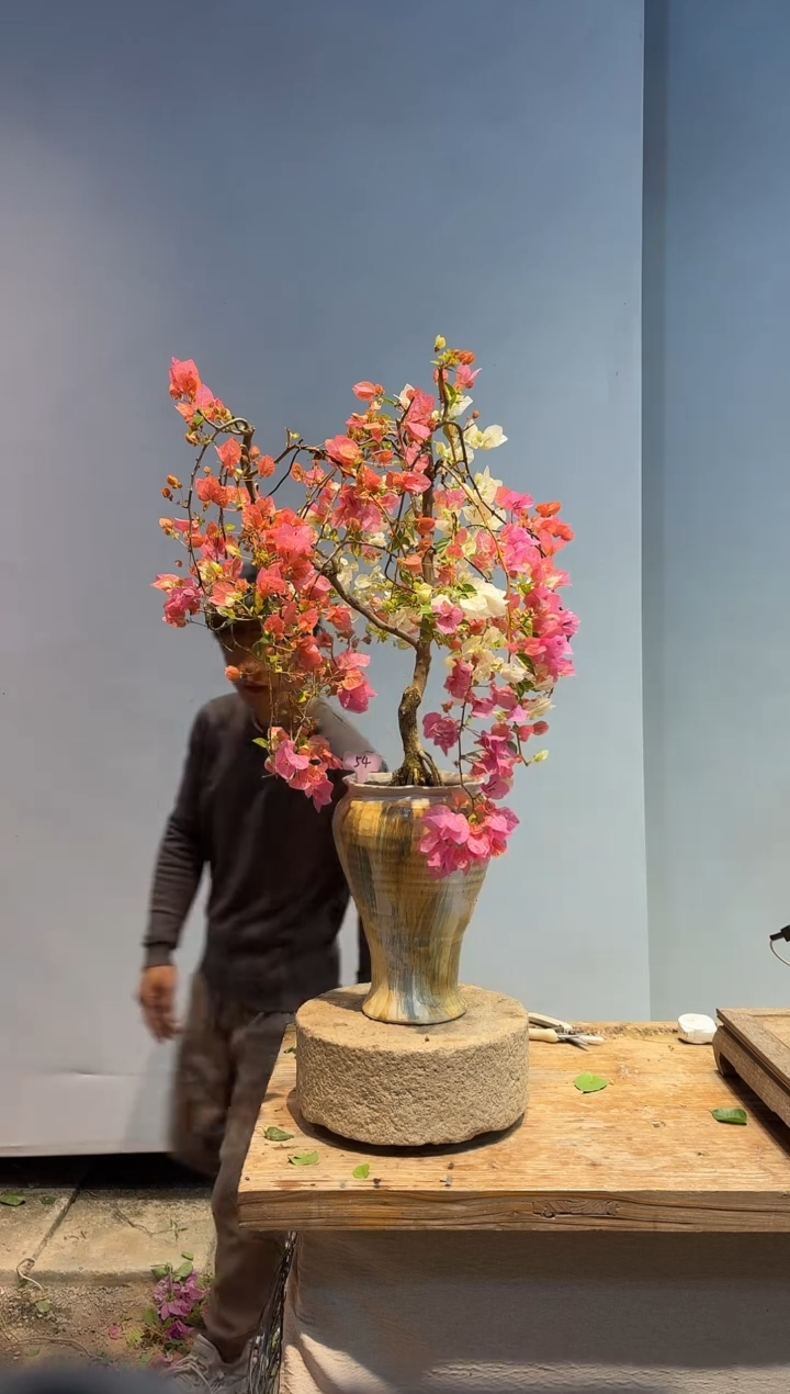 以实际为准小*子三角梅54