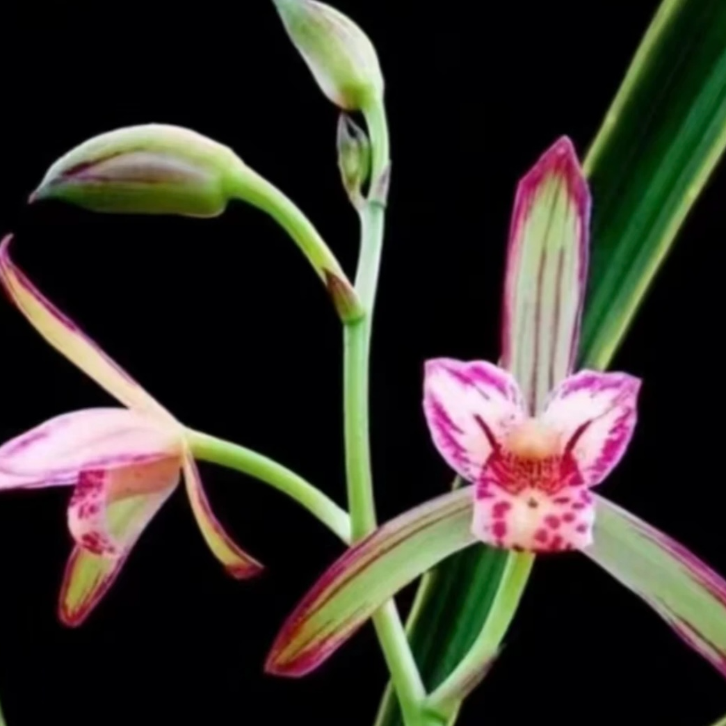 兰花寒兰春兰新品一花一拍  3