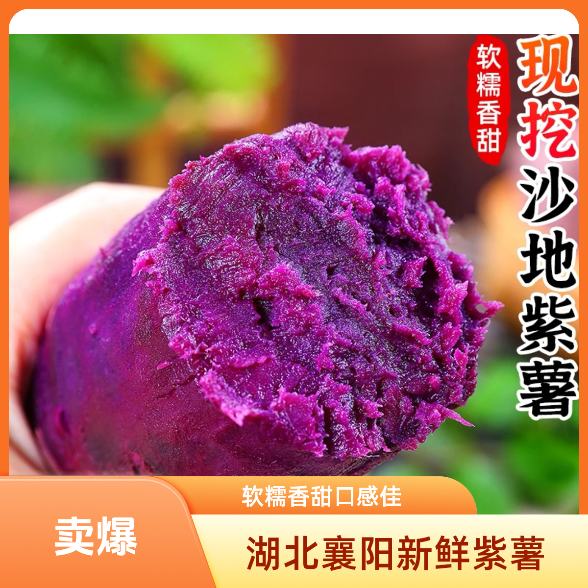 【紫罗兰紫薯】正宗沙地现挖紫罗兰紫薯软糯香甜产地直发LL