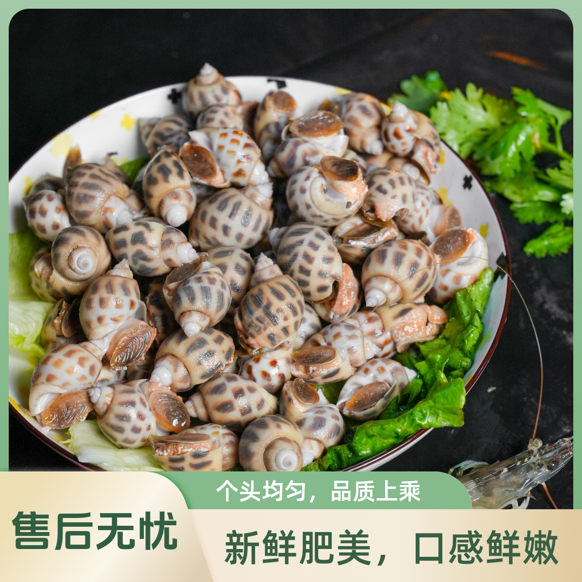 鲜活花螺个头肥大鲜美可口烧烤煲汤甜咸口味